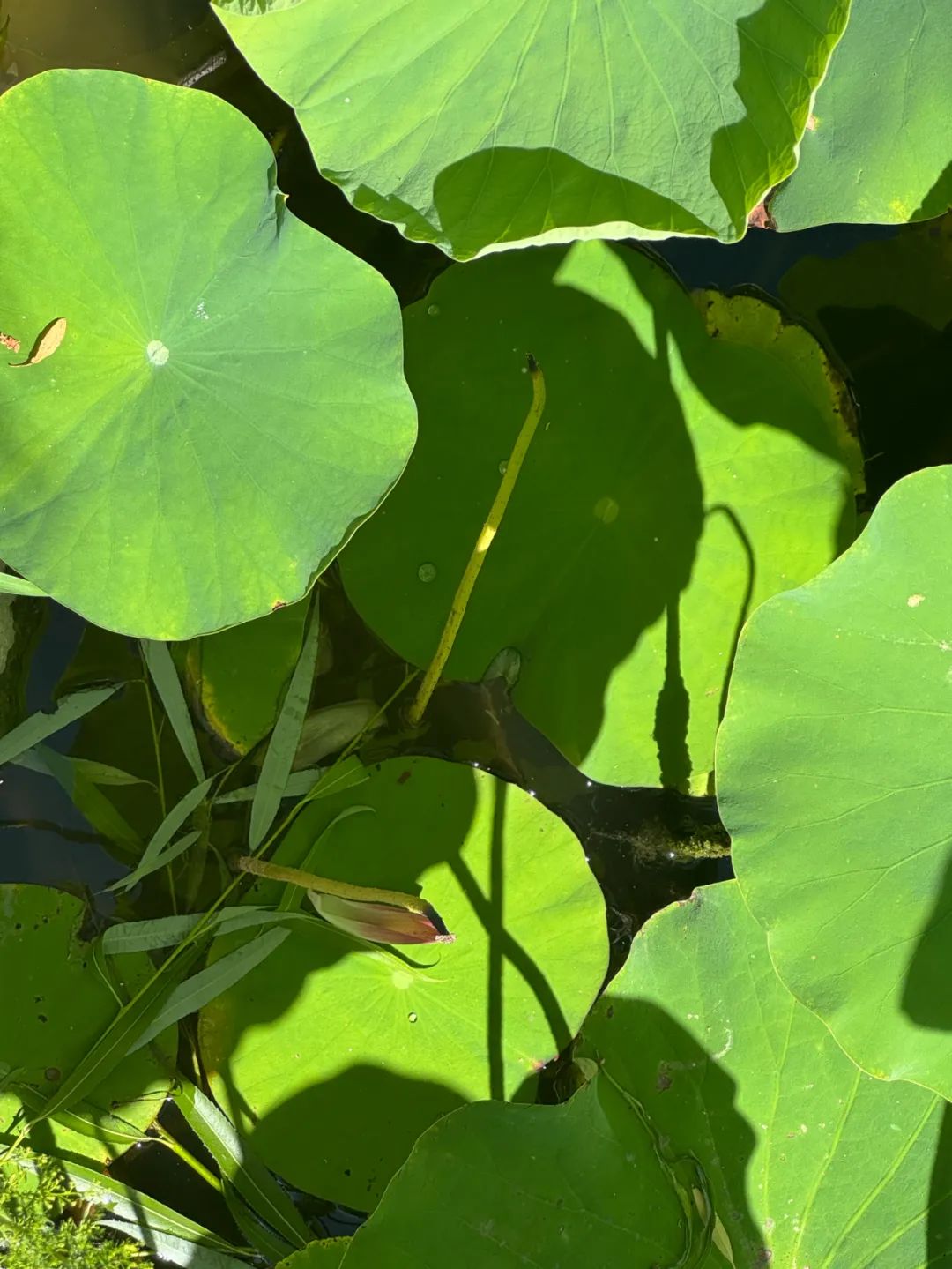 DƬ